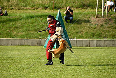 Serro de lorigine de faucon rouge